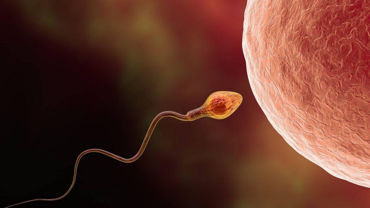 How Long Can Sperm Live? | Peanut