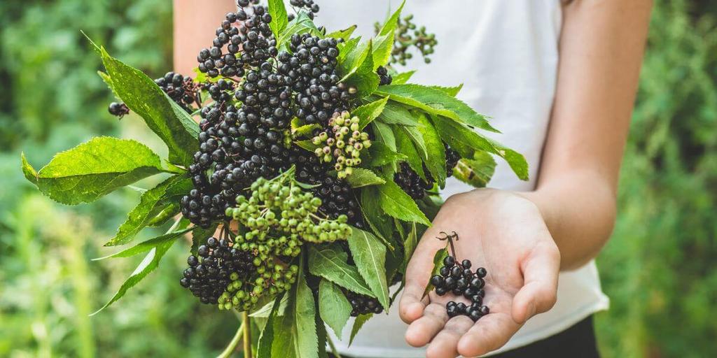 Can You Take Elderberry While Pregnant? Peanut