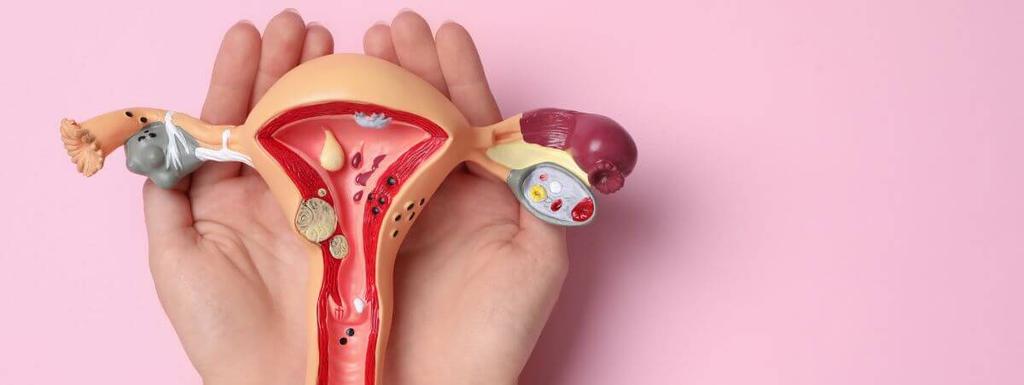 Utures Shape Does Uterus Shape Affect Fertility? | Peanut
