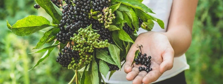 Can You Take Elderberry While Pregnant?